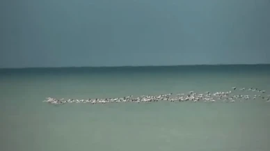 Kandıra sahili flamingo sürprizine tanık oldu