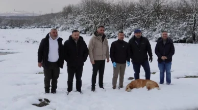 Kocaeli’de sokak hayvanları için mama dağıtıldı