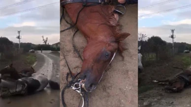 Gebze'de at elektrik akımına kapıldı