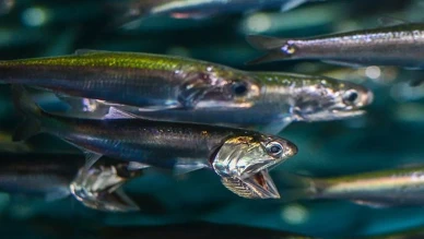 Hamsi göçü Karadeniz'de fiyatları artıracak