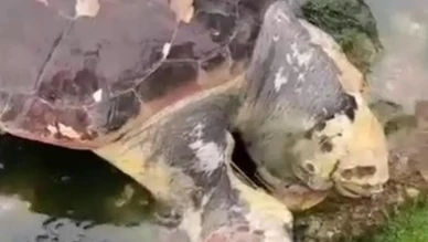 Caretta caretta rotayı şaşırdı: Akdeniz'in ünlü misafiri İzmit Körfezi'nde ortaya çıktı