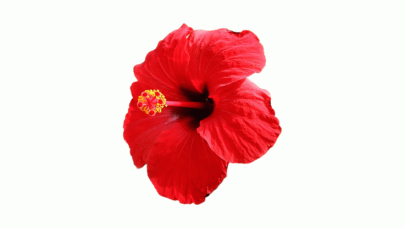 Hibiskus Nedir? Hibiskus Çayı Faydaları Nelerdir?