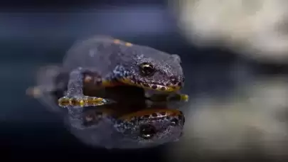 Dinozorlardan 40 milyon yıl önce yaşayan hayvan bulundu