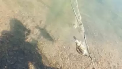Bolu'da Av yasağı kalktı: Gölde kaçak ağ bulundu