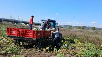 İzmit Belediyesi 8 ton bal kabağı hasat etti