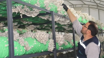 İzmit belediyesi istiridye mantarı hasadı yaptı