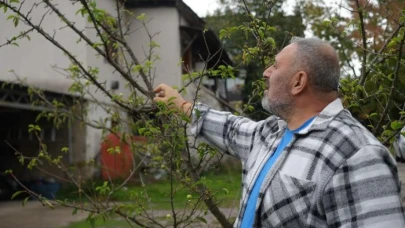 Kocaeli’de erik ağaçları meyve verdi
