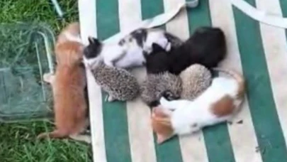 Anne kedi kirpi yavrularını emzirdi