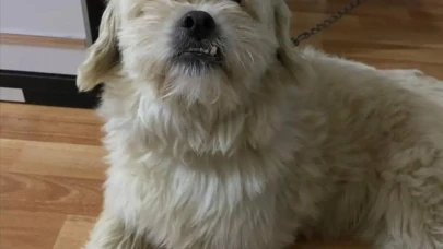 İzmit’te kayıp köpek Sipsi aranıyor