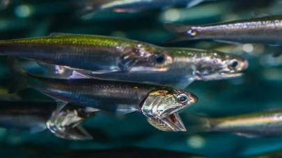 Hamsi göçü Karadeniz'de fiyatları artıracak