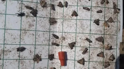 Manisa’da meyve üreticilerine ‘iç kurdu’ uyarısı: Tarım ve orman müdürlüğü'nden uyarı