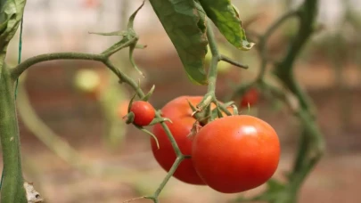 Şanlıurfa'da Akıllı Tarım Merkezi: Yerel ekonomiye ve sofra zenginliklerine yeni bir soluk!