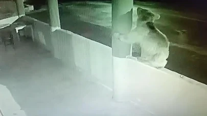 Bayburt'ta aç yavru ayı, alabalık lokantasını bastı! Yetkililerden önlem talebi
