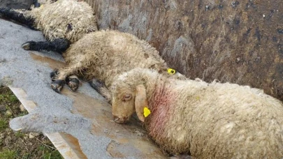 Erzincan'da korkunç olay! Kurtlar bir ağıla saldırdı, 30 kuzu kayboldu