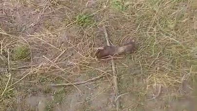 Şaşkınlık yaratan buluş: Sakarya'da parçalanmış hayvan kemikleri bulundu