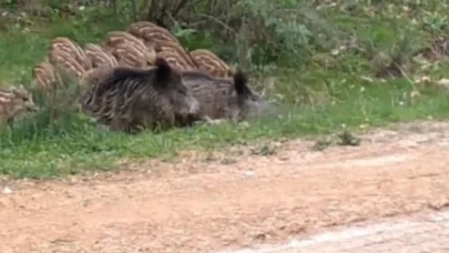 Çankırı'da fotokapanlar, yaban domuzlarının su keyfini görüntüledi! Sıcak havada doğa nasıl bir uyum sergiliyor?