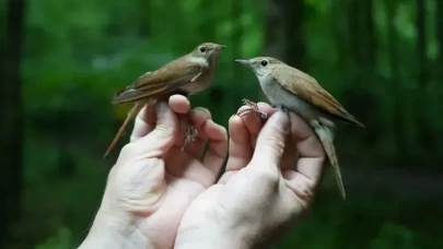 Ormanya'da kuşların gizli hayatı: 7 bin kilometrelik göç yolculuğu çözülüyor