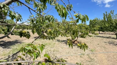 Kuşadası'nda soğuk hava kiraz hasadını vurdu: Fiyatlar neden artacak?