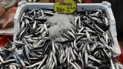 Balık sezonunda hamsi ve istavrit bolluğu yaşanıyor