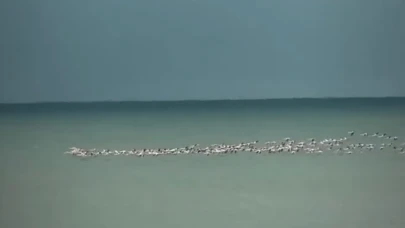 Kandıra sahili flamingo sürprizine tanık oldu