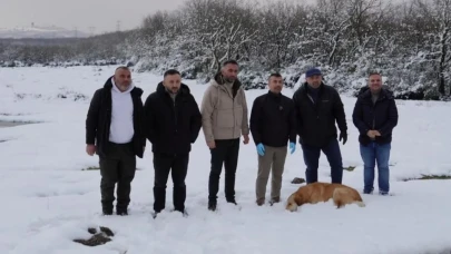 Kocaeli’de sokak hayvanları için mama dağıtıldı