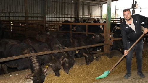 Kocaeli’de manda sayısı büyükşehirle arttı