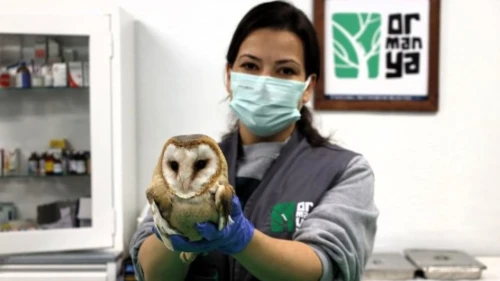 Ormanya yaralı baykuşu tedavi etti