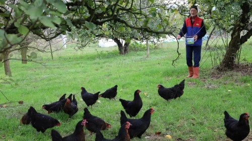 Kocaeli üreticiye yüzde 50 hibe desteği verdi