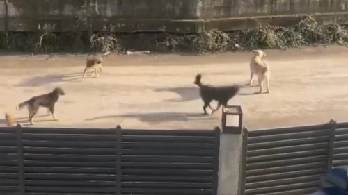 Kartepe’de başıboş köpekler mahalleliyi korkutuyor