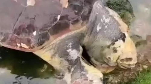 Caretta caretta rotayı şaşırdı: Akdeniz'in ünlü misafiri İzmit Körfezi'nde ortaya çıktı