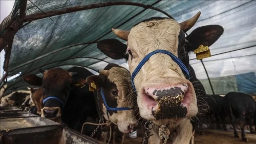 Kültür Bakanı Ersoy, 9 günlük Kurban Bayramı tatilini değerlendirdi: Tek karar verici değiliz