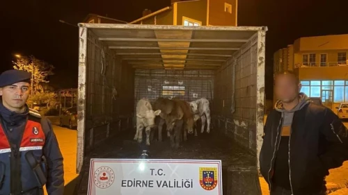 Enez'de drone ile yakalanan hırsızlar: Ahırdan 6 hayvan çaldılar
