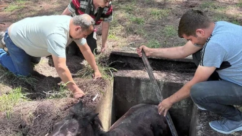 Muğla'da çukura düşen yabani at, hayvanseverlerin yardımıyla kurtarıldı