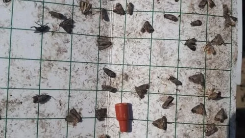 Manisa’da meyve üreticilerine ‘iç kurdu’ uyarısı: Tarım ve orman müdürlüğü'nden uyarı