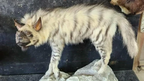 Adıyaman'da ölen çizgili sırtlan tahnit edildi! Doğal Sırtlan Müzesi'nde sergilenecek