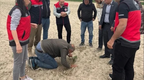 Kulu'da don hasarının izleri sürülüyor: Üreticileri bekleyen destek planları