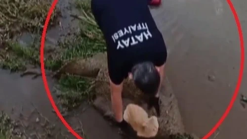 Kedi kurtarma operasyonu: Payas'ta mahsur kalan minik dost yardımseverler sayesinde hayata döndü