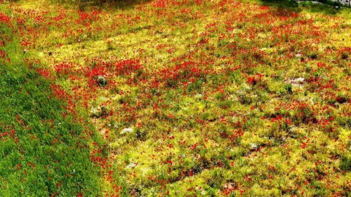 Muğla'nın Menteşe ilçesinde gelincikler tarlayı kırmızıya bürüdü, görenleri büyüledi
