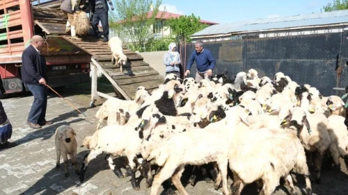 Erzincan'da yayla göçü başladı: Şavaklı üreticiler emek yolculuğunda