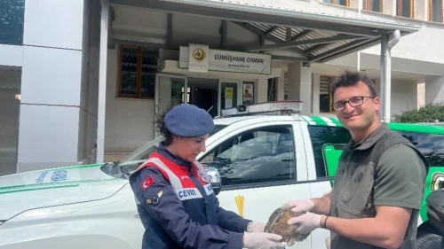Jandarmadan şefkat: Yaralı tavşan yeniden doğaya kavuştu