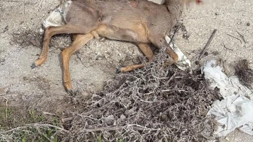 Bilecik'te karaca kazası: Sürücünün şoku ve yaban hayatı tehlikesi