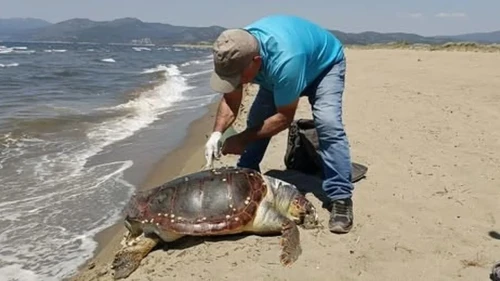 Kuşadası’nda deniz kaplumbağası kıyıya vurdu: Caretta caretta cinsi bulundu