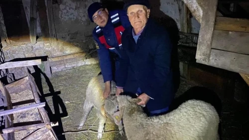 Bilecik'te kaybolan küçükbaş hayvanlar bulundu! Jandarmanın özverisiyle sahibine kavuştu