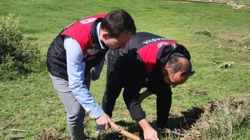 Amasya'da süne ile mücadele: Tarım ekipleri neleri hedefliyor?