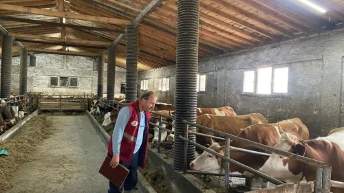 Samsun'da şap hastalığına karşı kapsamlı tarama: Olumsuz bulguya rastlanmadı