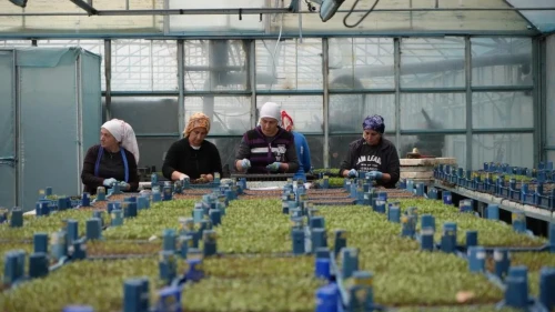 Erzincan, seracılıkta hedeflerini büyüterek 1300 dekara ulaşmayı planlıyor