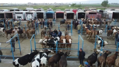 Afyonkarahisar'da kurbanlık hareketliliği başladı: Afyonkarahisar'da kurbanlık hayvan satışları arttı