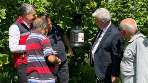 Kandıra fındık üreticileri kahverengi kokarcayla mücadele ediyor
