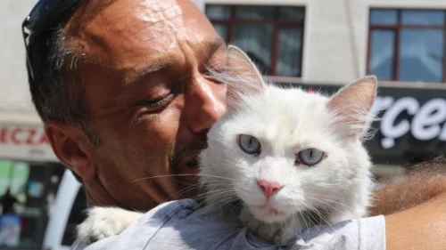 Gölcük'te kayıp kedi sahibine kavuştu