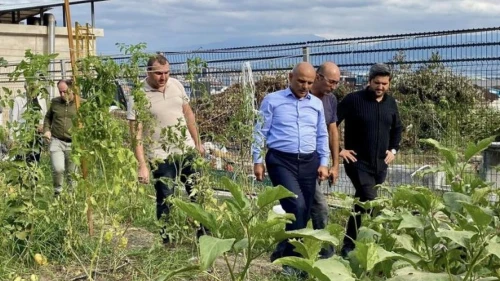 Körfez’de ata tohumları ilk hasadını yaptı